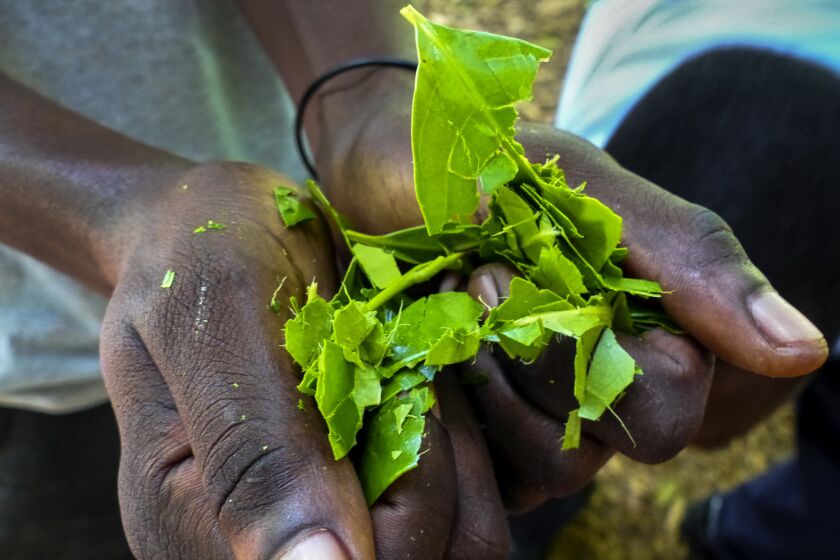 A worker shows a handful of crushed clove leaves during the spice tour at the Kizimbani Spice Farm.