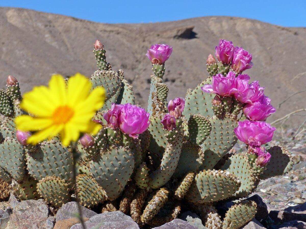 Eye-catching beavertail cactus grows near Hells Gate in Death Valley National Park.