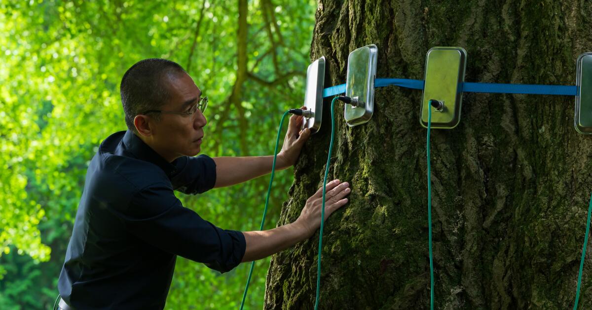‘Silent Friend’-recensie: een gingko met een eigen charme Tony Leung