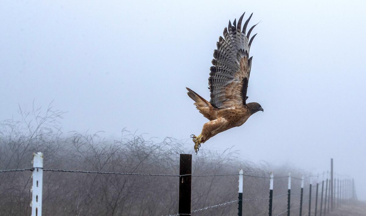 A hawk takes flight off a fence post at the Pismo Preserve.