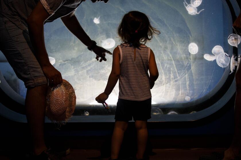 A child looks at Moon Jellies in a tank at the Roundhouse Aquarium on the Manhattan Beach Pier on Sunday, August 18, 2019 in Manhattan Beach, CA. (Patrick T. Fallon/ For The Los Angeles Times)