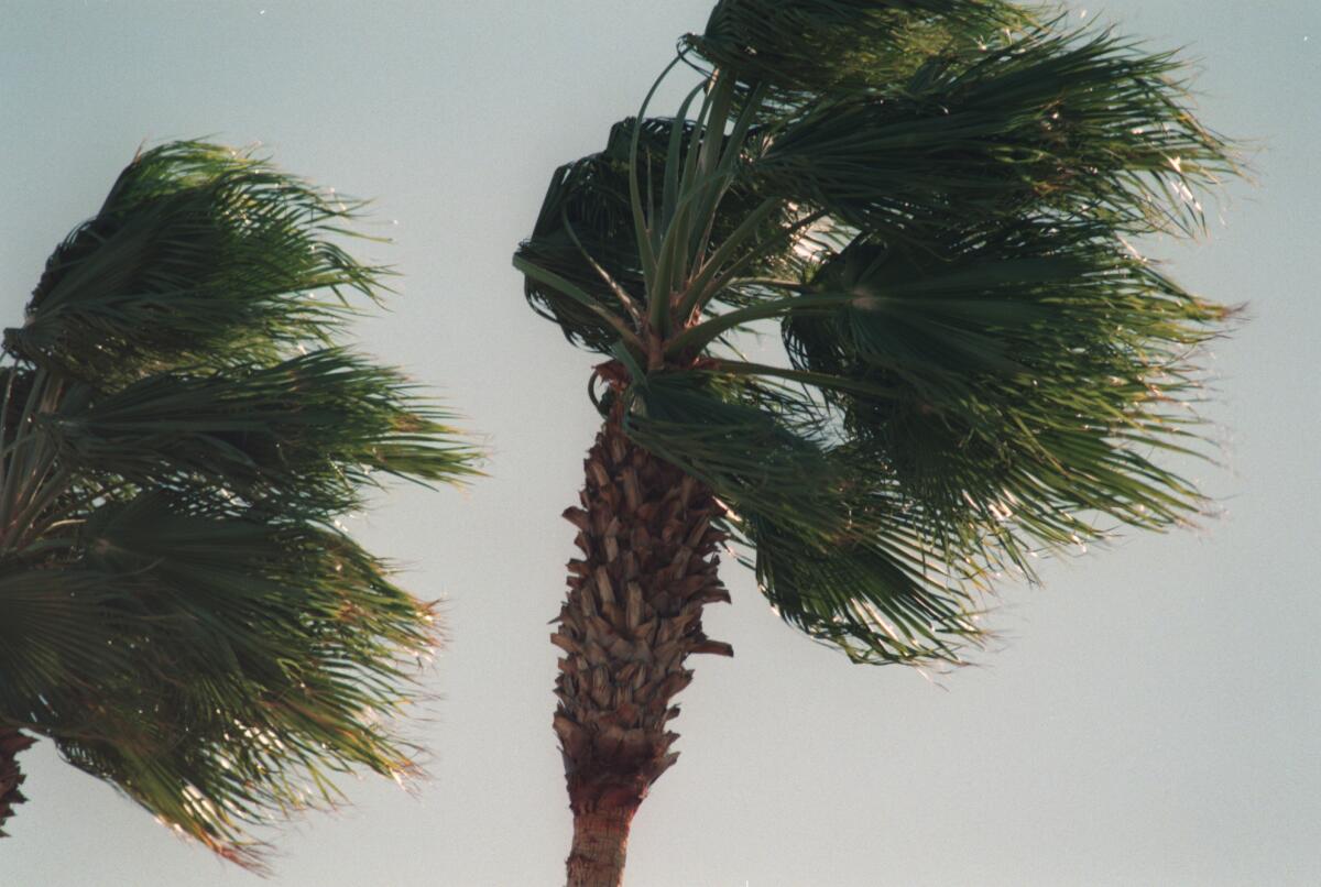 Fan palms are blown by strong winds in the San Fernando Valley.