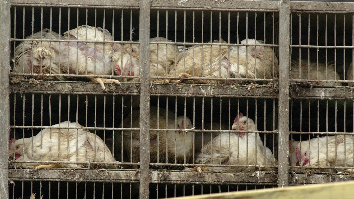 Dozens of chickens sit in cages at a chicken processing plant in Dallas, Texas in February 2004. A highly contagious strain of avian influenza was discovered that year in south Texas.