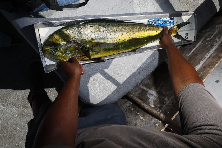 Long Beach, CA, Monday, September 19, 2022 - California Department of Fish and Wildlife official Marcus Fain measures a Dorado on the Enterprise fishing boat. (Robert Gauthier/Los Angeles Times)