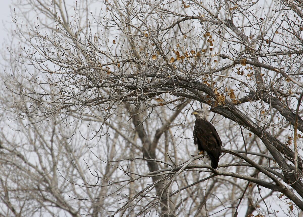 A bald eagle perches in a tree in Farmington, New Mexico
