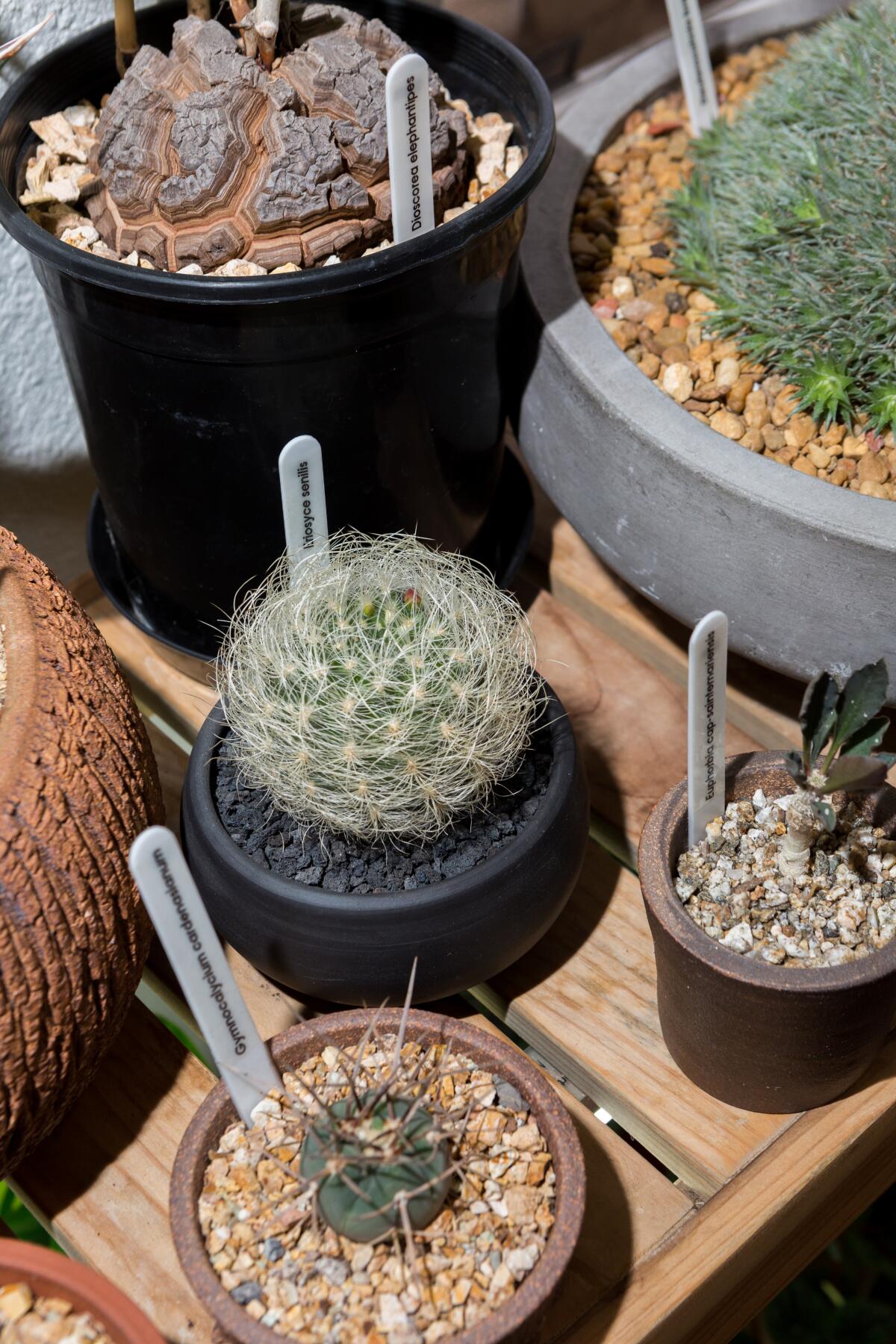 An assortment of cactus for sale.  