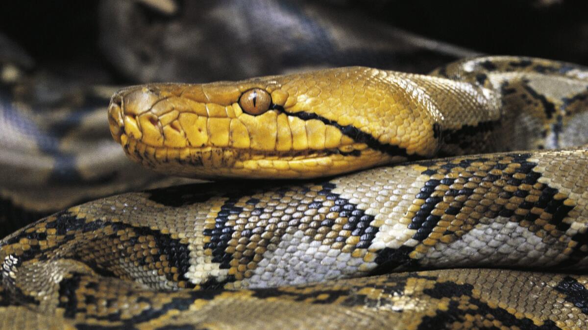 An Asiatic reticulated python.