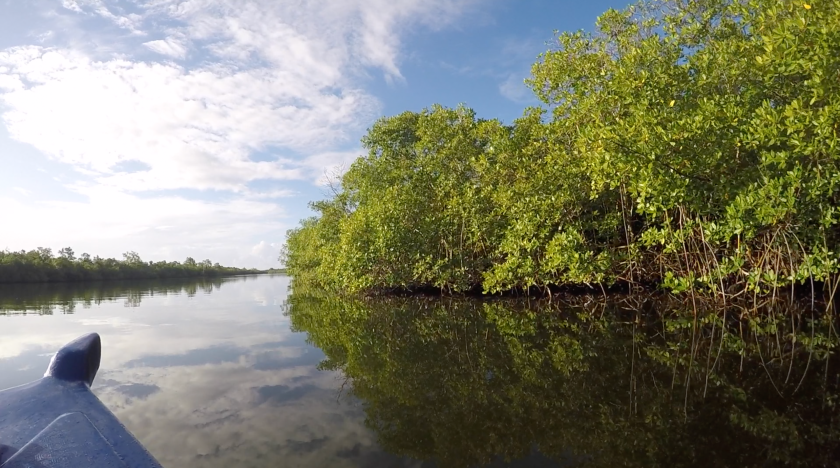 Bir su kütlesinin yanında mangrovlar