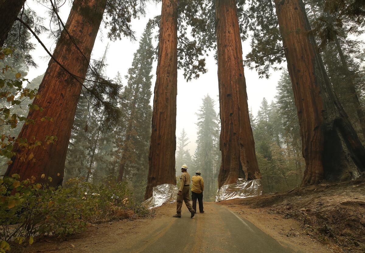 Two men in hard hats walk among giant sequoias