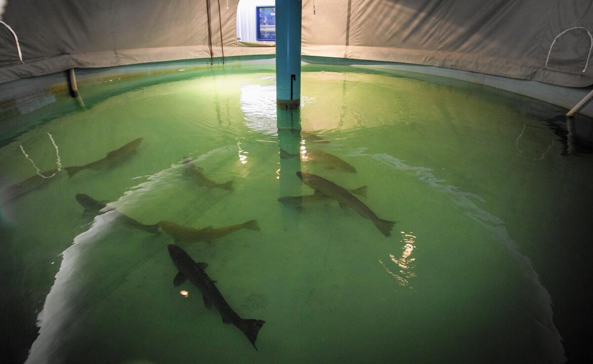 Adult winter-run salmon swim in a tank at a hatchery at the base of Shasta Dam in July.