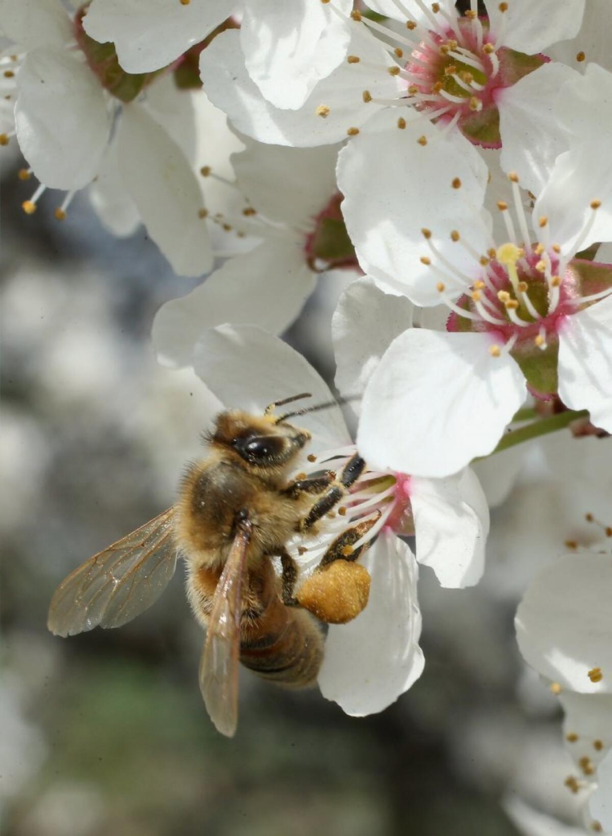 A bee harvests pollen from the flowers of a wild cherry tree in Blankenfelde, Germany.