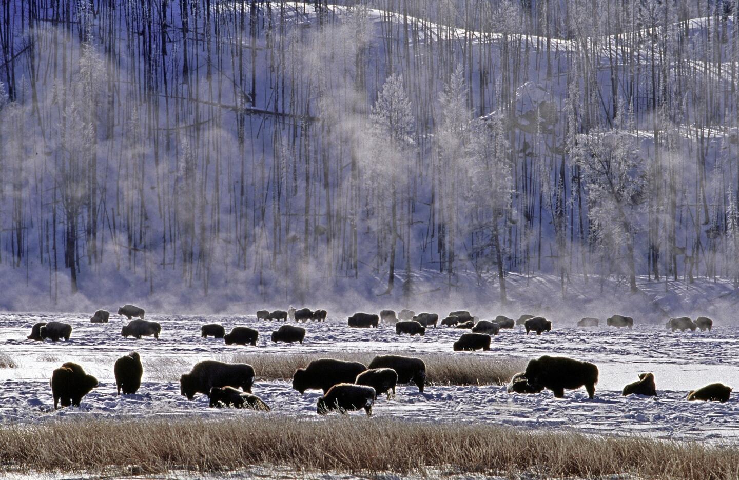 Bison at Yellowstone National Park.