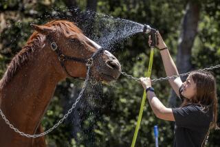 SANTA CLARITA, CA-JULY 3, 2023: Helena Staszower, 16, sprays off the dust, and at the same time, cools off her horse Ember, a 7 year old thoroughbred, at the Oak Canyon Equestrian Center in Santa Clarita. (Mel Melcon / Los Angeles Times)