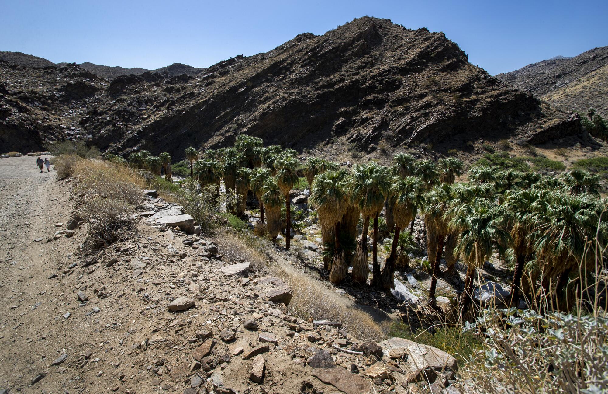 Two hikers pass by palm trees in a desert.