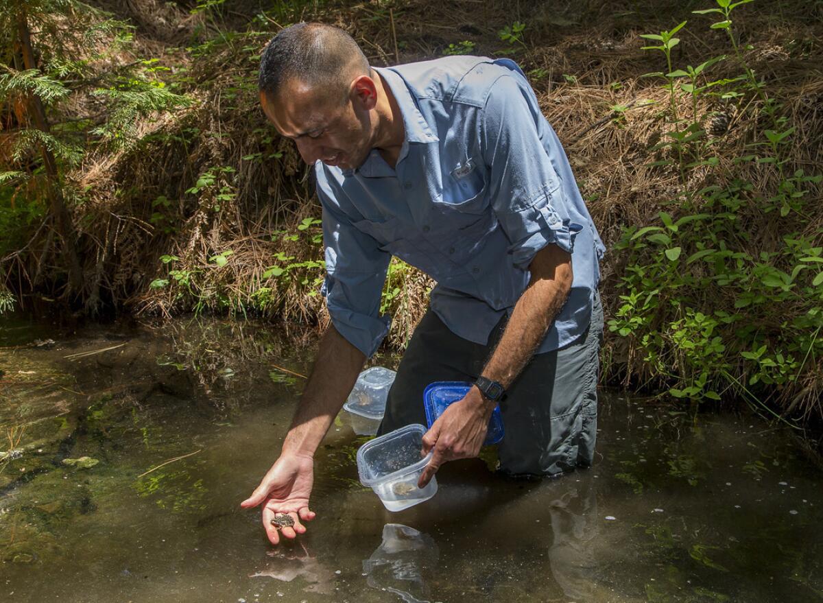 Biologist Frank Santana of the San Diego Zoo Institute for Conservation Research releases a captive-bred mountain yellow-legged frog into Riverside County's Indian Creek.