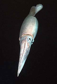 Jumbo squid