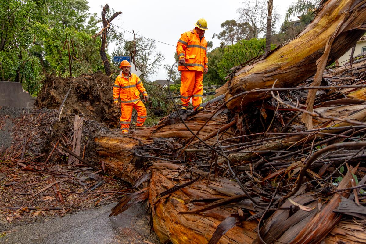 Two people in orange jackets and pants stand on a fallen, giant tree.