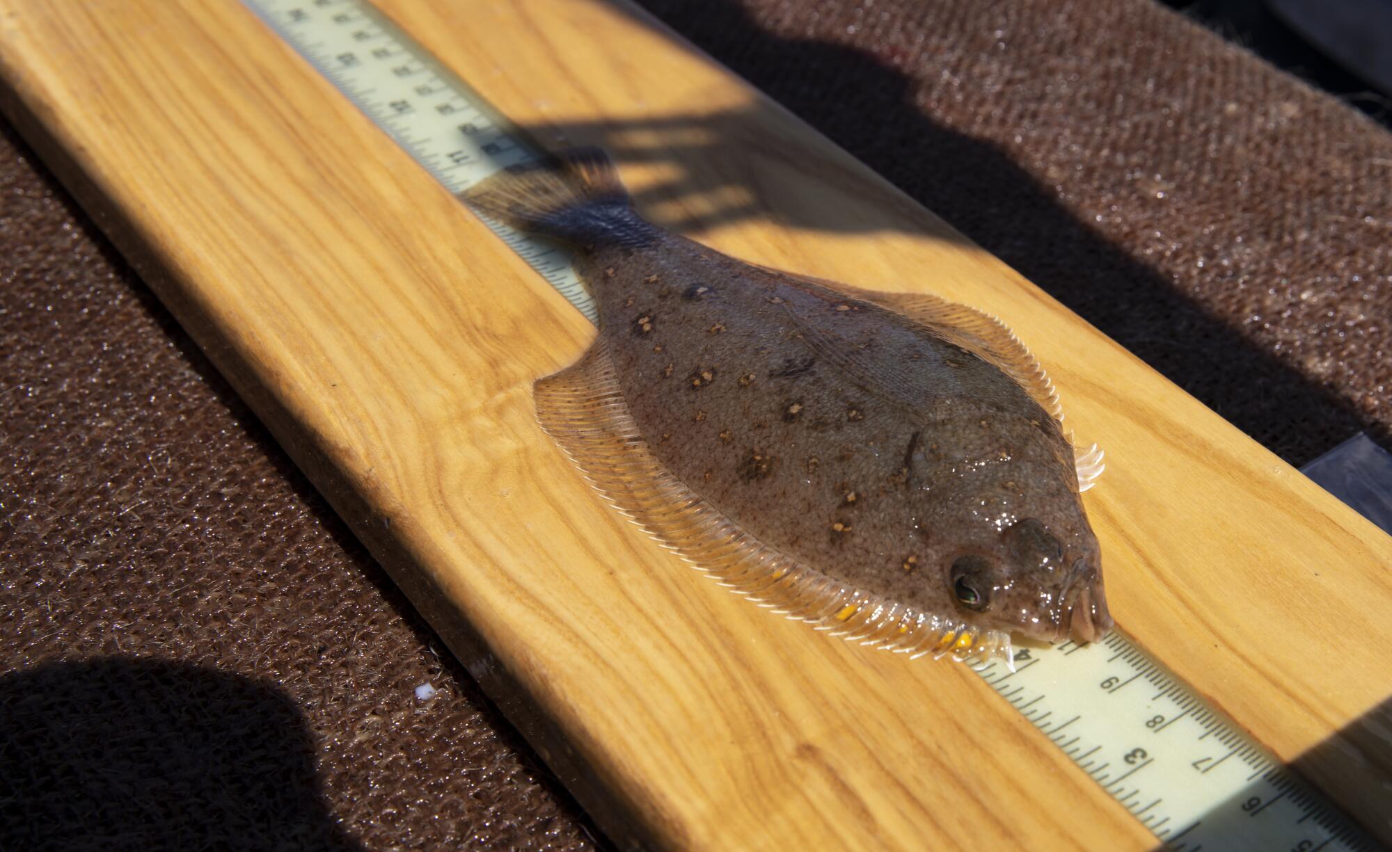A longfin sanddab is measured during a trip with the California Collaborative Fisheries Research Program
