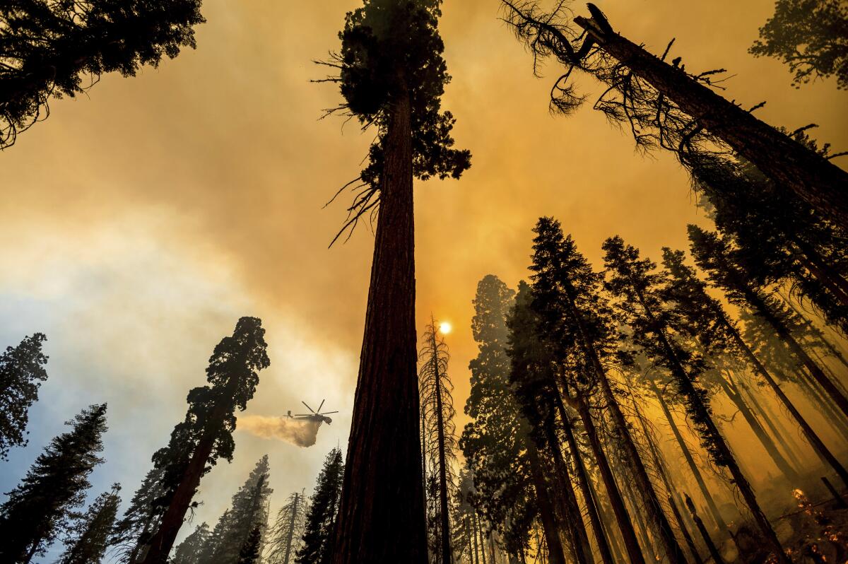 A helicopter drops water on burning grove of giant sequoias.