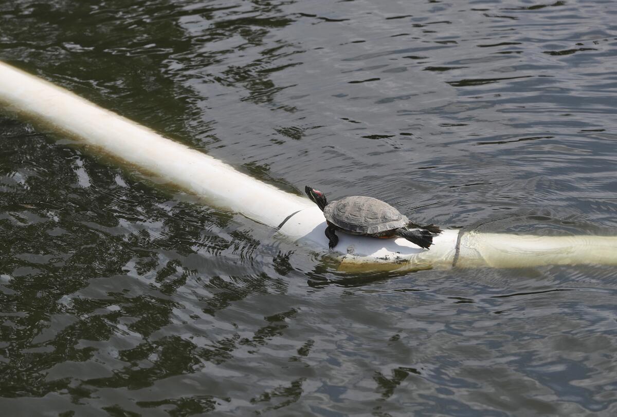 A turtle sunbathes on an exposed circulation pipe at a lake in TeWinkle Park on Monday. 