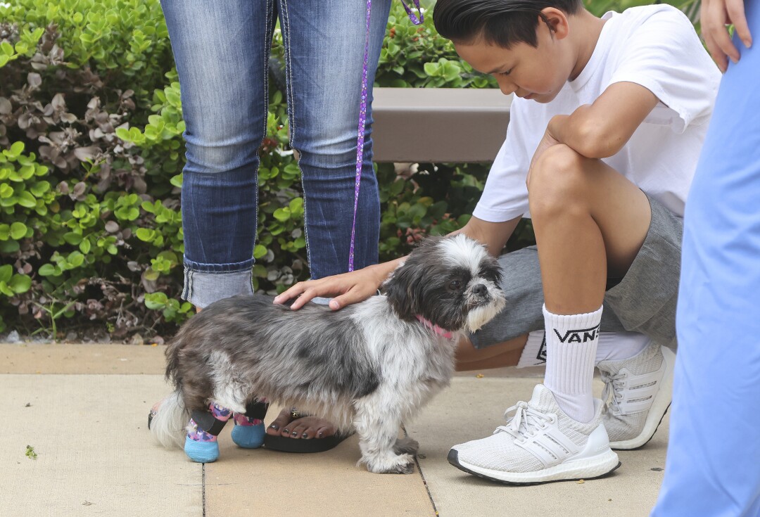Gavin Hunter, 13, son of SDPD Detective Chappie Hunter, pets their new dog Chloe.