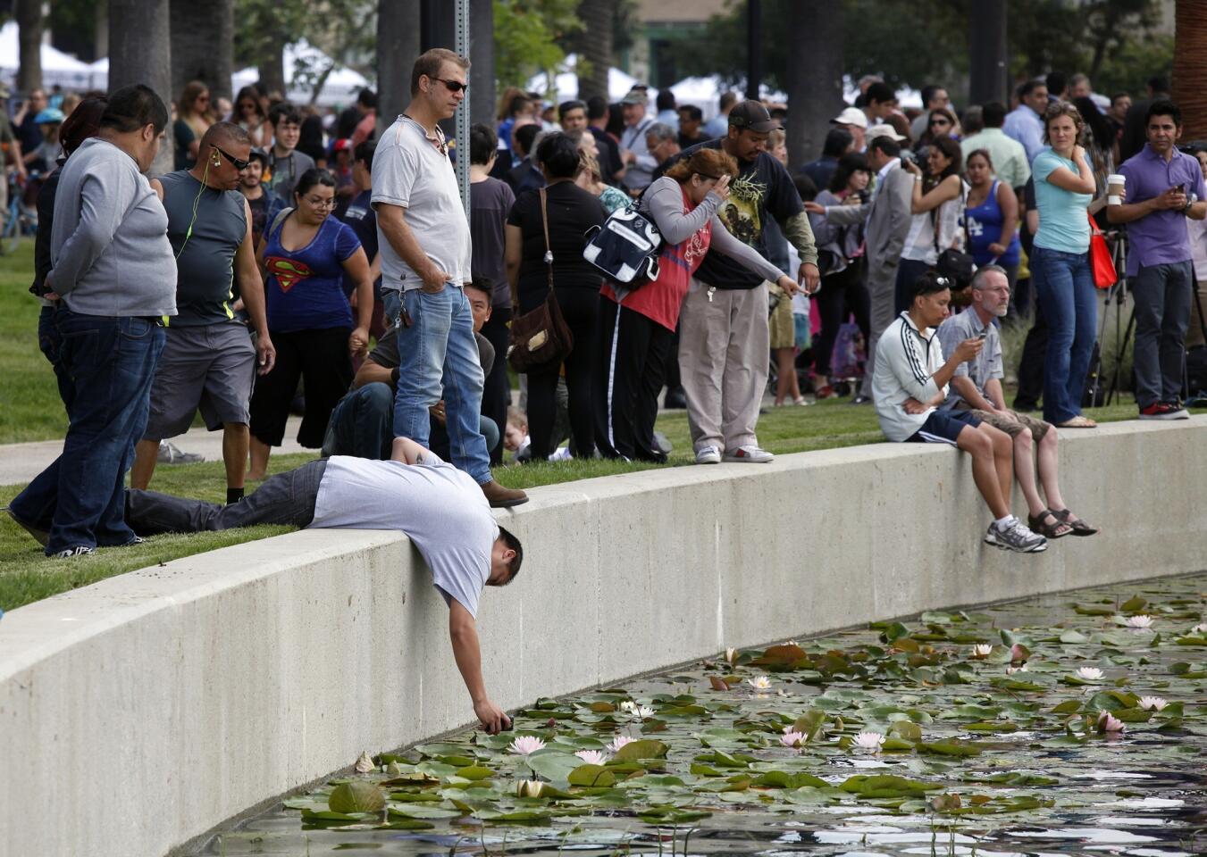 A visitor leans into the pond to get a close-up of a lotus on the opening day of newly refurbished Echo Park Lake in Los Angeles.