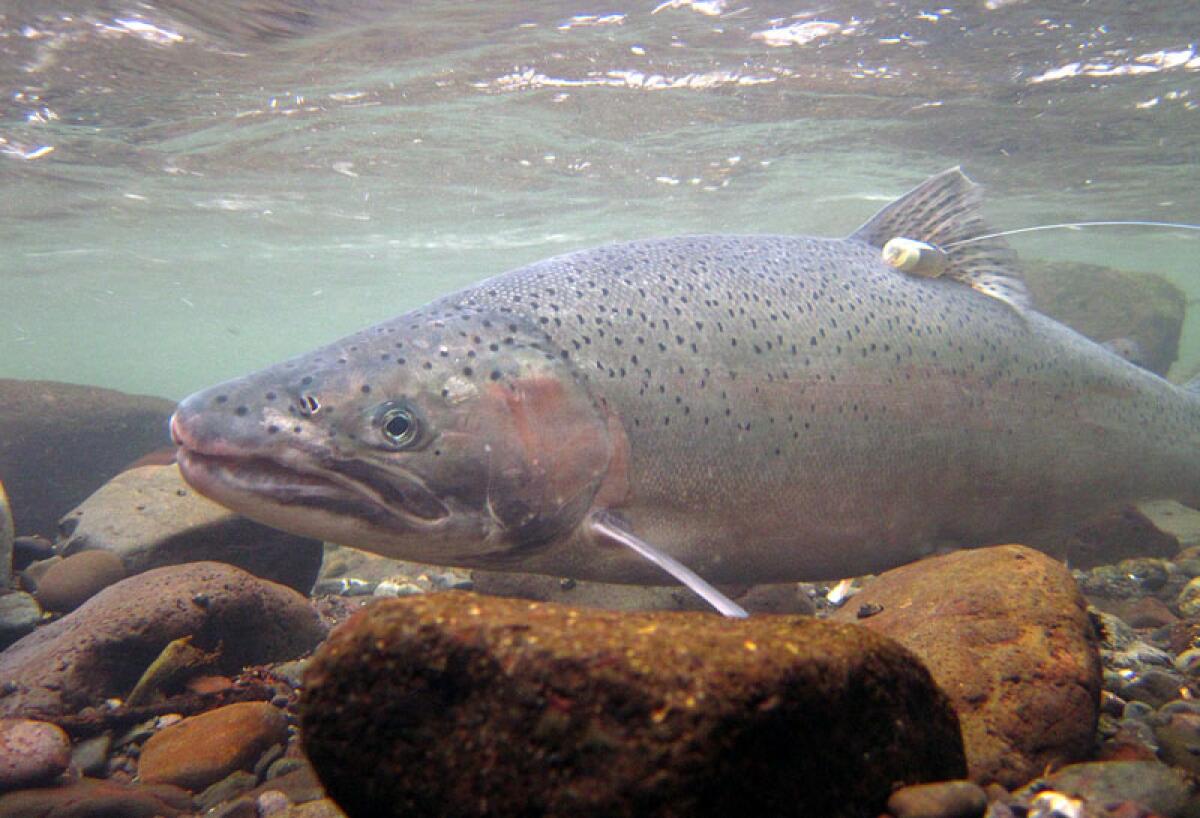 This male steelhead is one of several outfitted with radio tags.