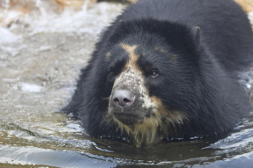 FILE - This 2021 photo provided by the St. Louis Zoo shows the zoo's Andean bear named Ben. The St. Louis Zoo announced Tuesday, March 21, 2023, that the escape-artist bear from Missouri is headed to a Texas zoo with a moat in hopes it will put an end to his wandering. (JoEllen Toler/St. Louis Zoo via AP, File)
