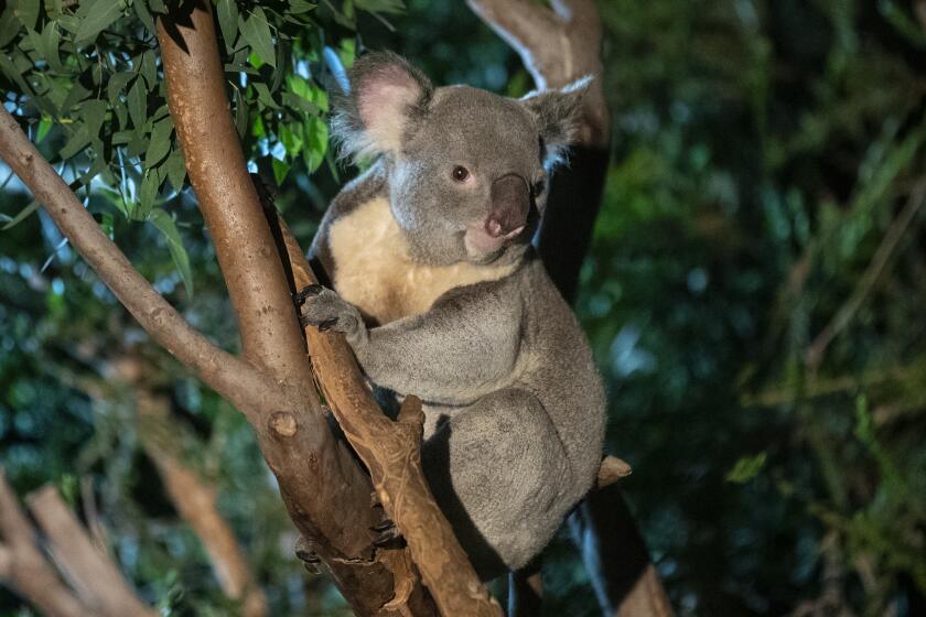 Un koala del San Diego Zoo dentro de las actividades del Night Time
