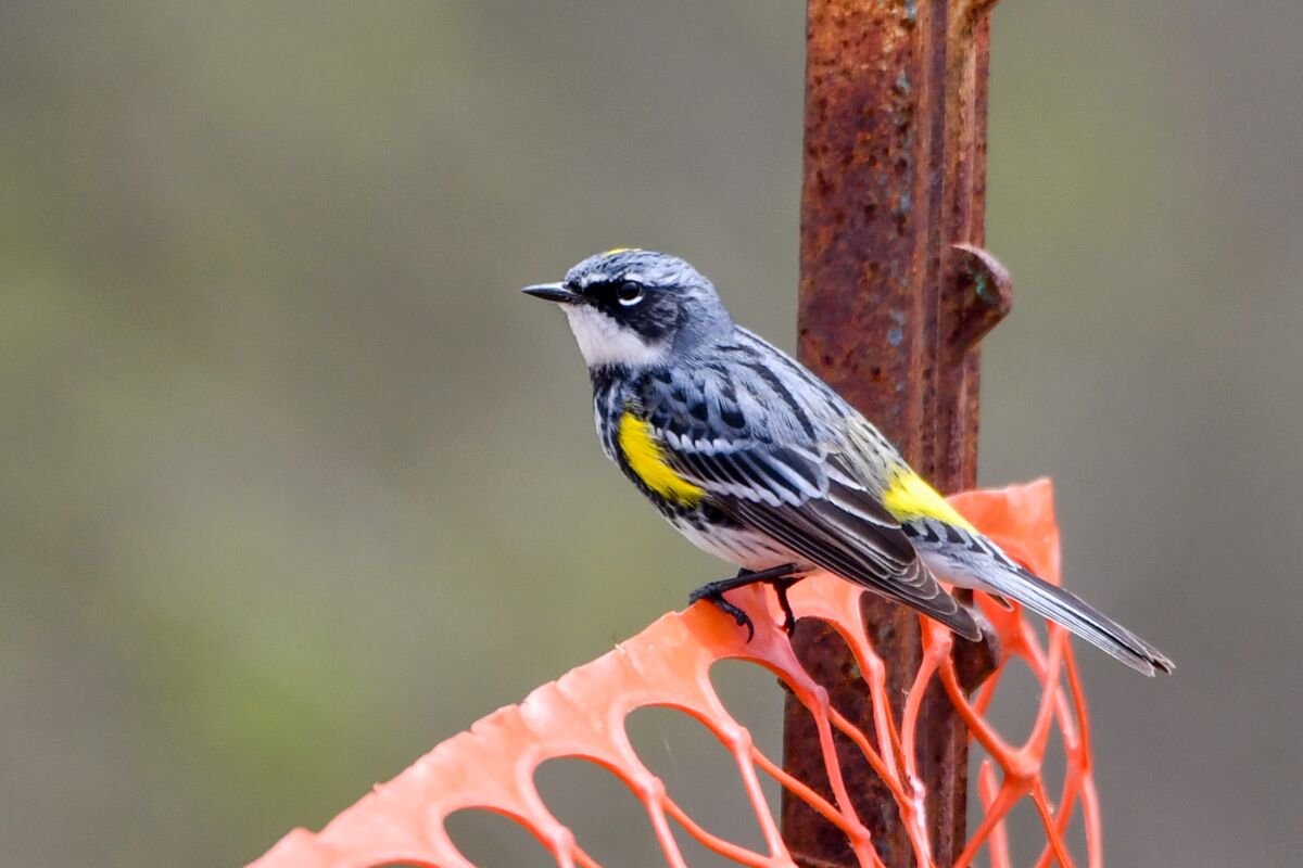 Yellow-rumped warbler perches at a construction site in Madison, Wisconsin in 2022.