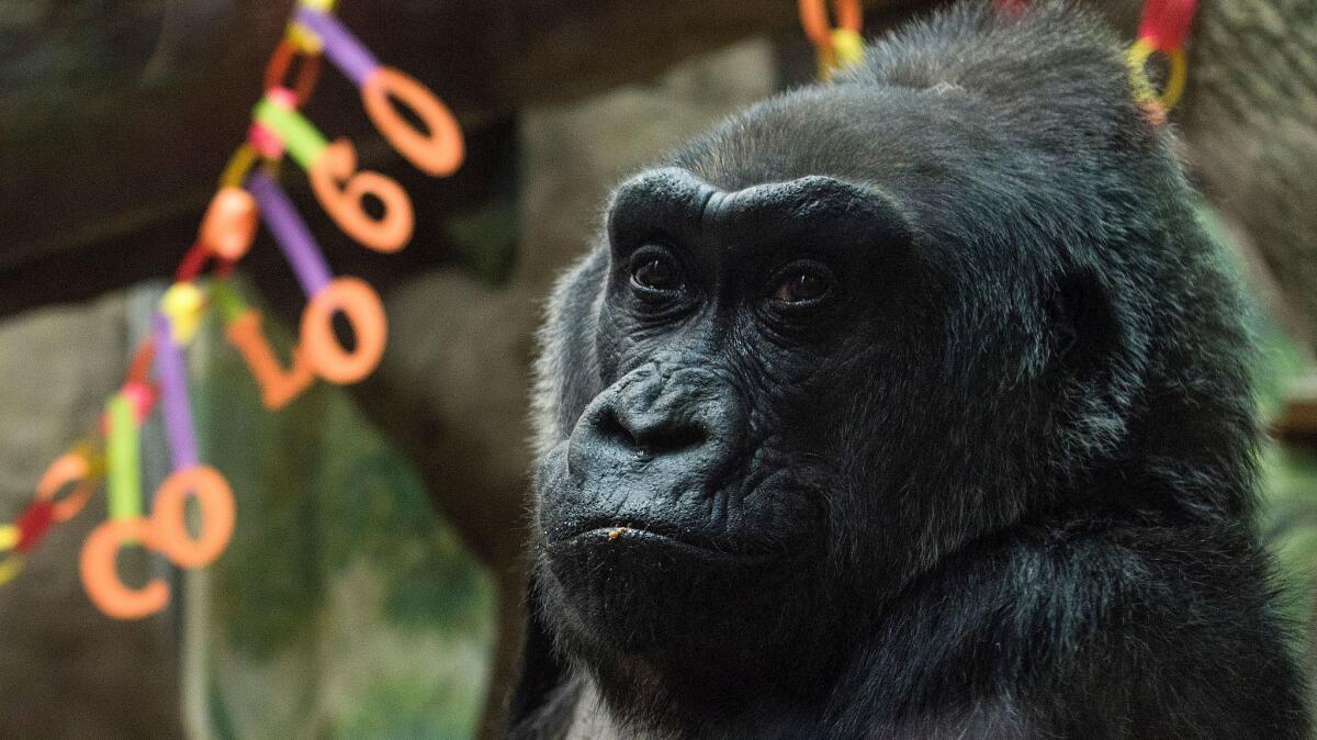 Colo sits inside her enclosure during her 60th birthday party at the Columbus Zoo and Aquarium in Columbus, Ohio, on Dec. 22.