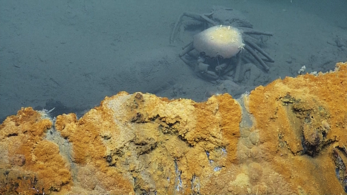 A crab that fell into the "Hot Tub of Despair" is preserved in the brine.