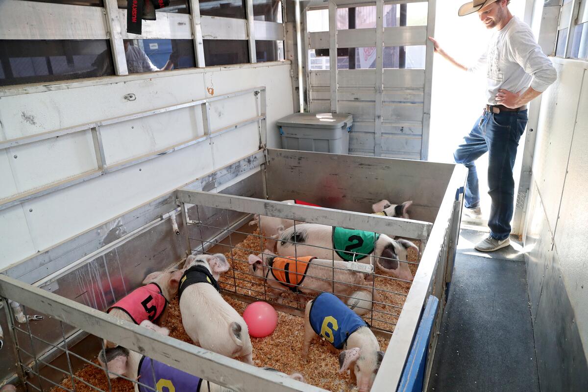 Pig handler Waylen Herdman looks on as racing pigs spend time in their pen.