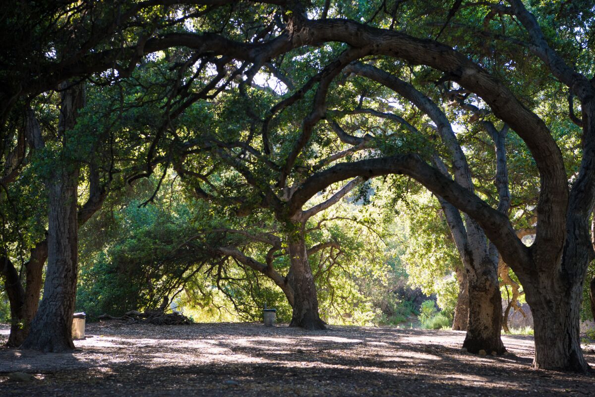 This oak grove at Corriganville Park in Simi Valley.