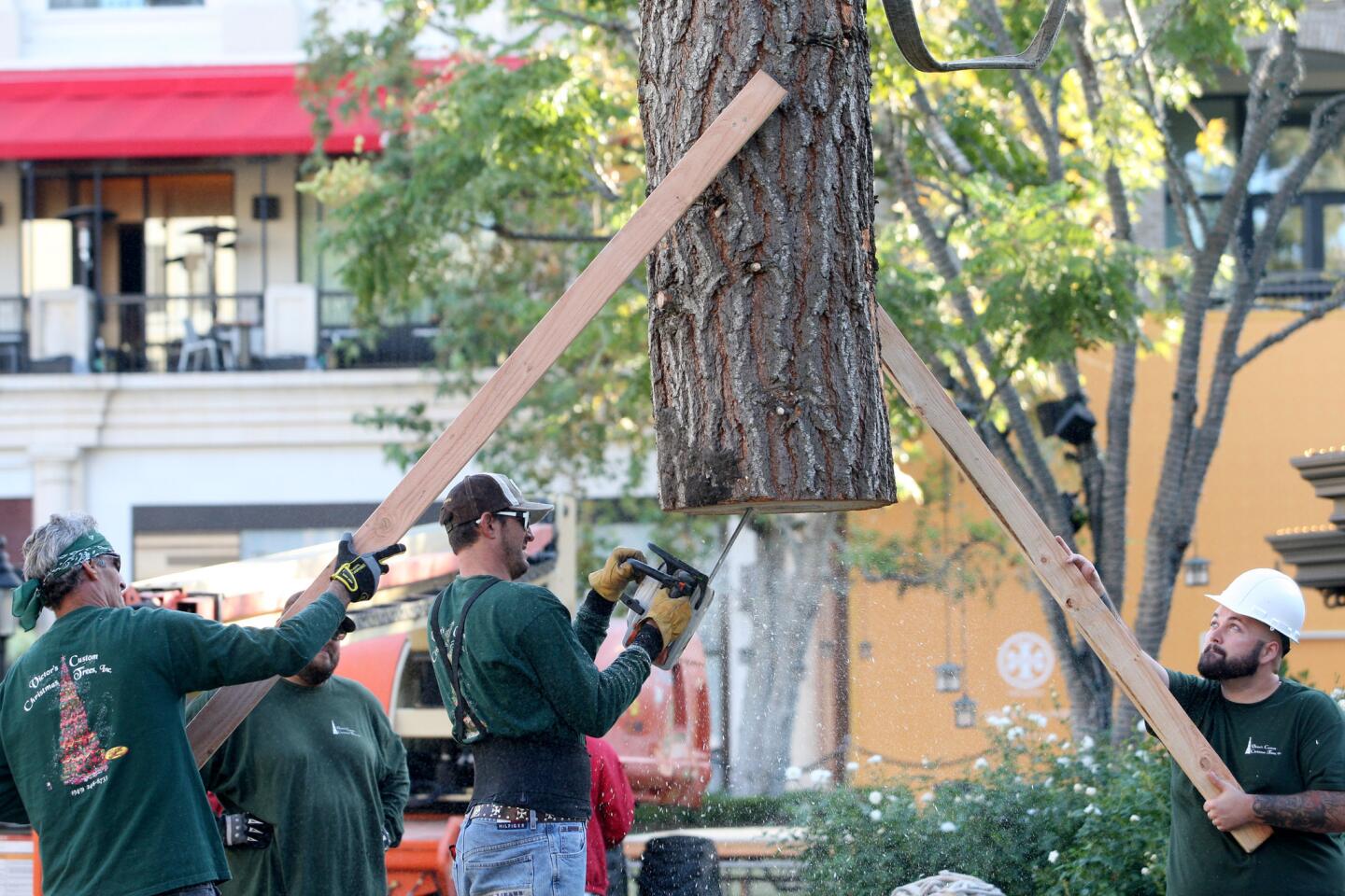 Photo Gallery: Christmas season in full swing with tree arrival at the Americana at Brand