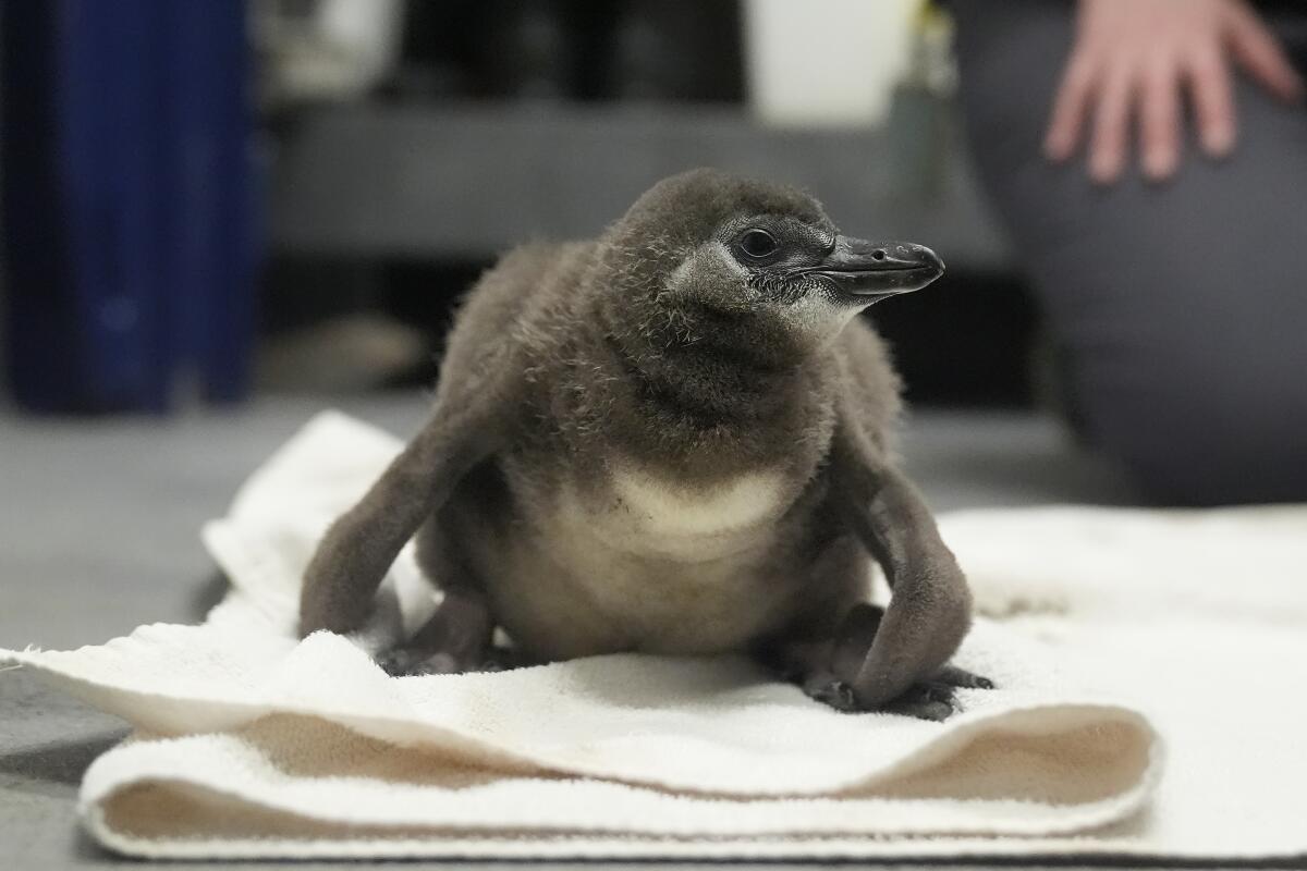 Un polluelo de pingüino africano sin nombre, nacido en enero de 2024, sentado en una toalla en la Academia de Ciencias de California en San Francisco, el jueves 8 de febrero de 2024. (AP Foto/Jeff Chiu)