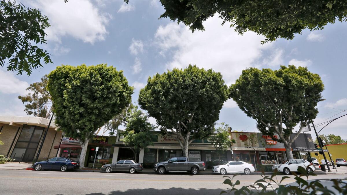 Ficus trees are lined up along the 3500 block of Magnolia Boulevard in Burbank.