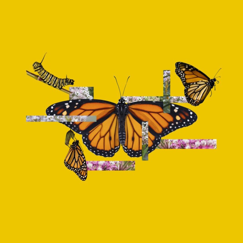 Photo illustration of a Western monarch butterfly.