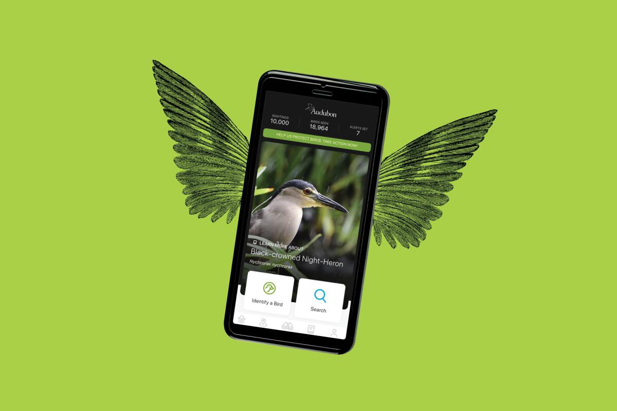 What bird is that? 7 apps that will answer your birding questions - Los  Angeles Times