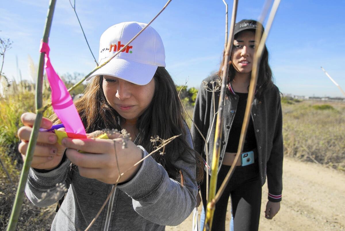 Costa Mesa High students Elisandra Alcala, 17, left, and Vanessa Montoto, 17, identify a plant species at the Newport Banning Land Trust on Tuesday.