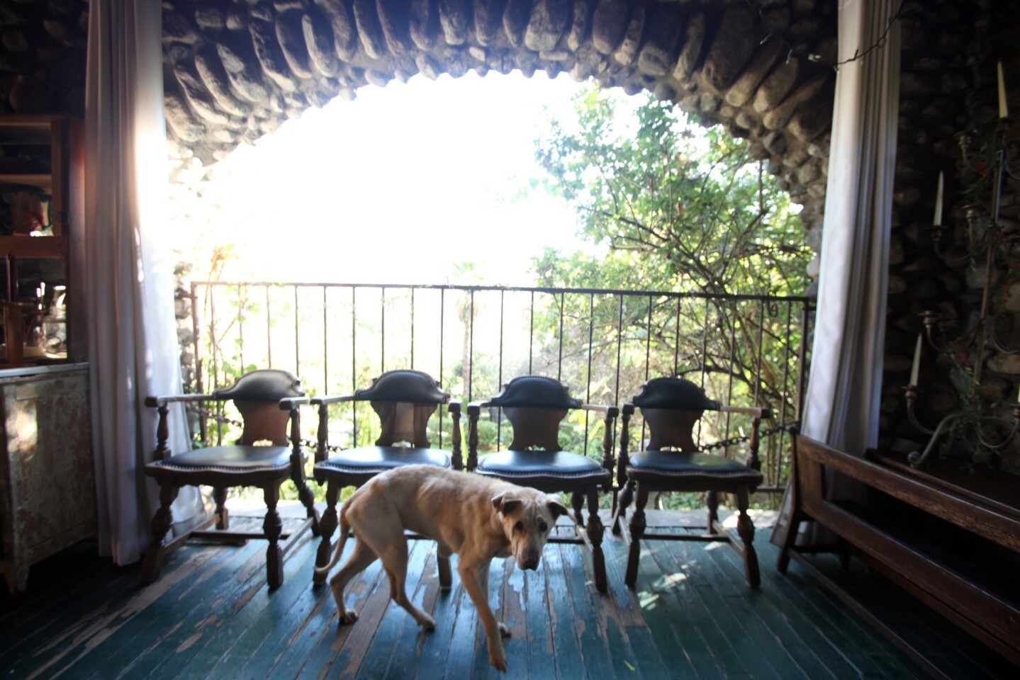 Framed by a stone arch lining the front porch, the family's17-year-old Shar-Pei and Lab mix, Lucy, seems the perfect fixture for the 1904 Arts and Crafts house.