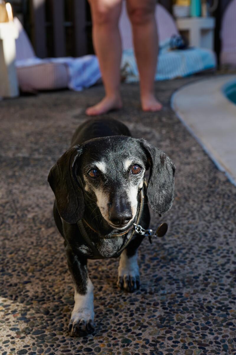 Photos: Motel California, the delight is in the details 93 A guest's dog wanders near the pool area of the Pearl in San Diego.