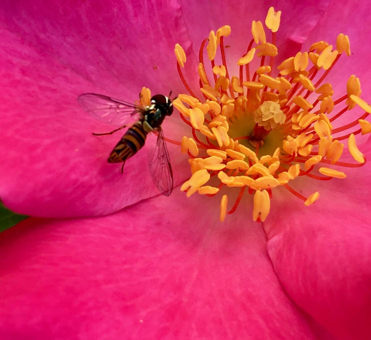 The syrphid fly is among the garden’s helpers. Don’t harm them!