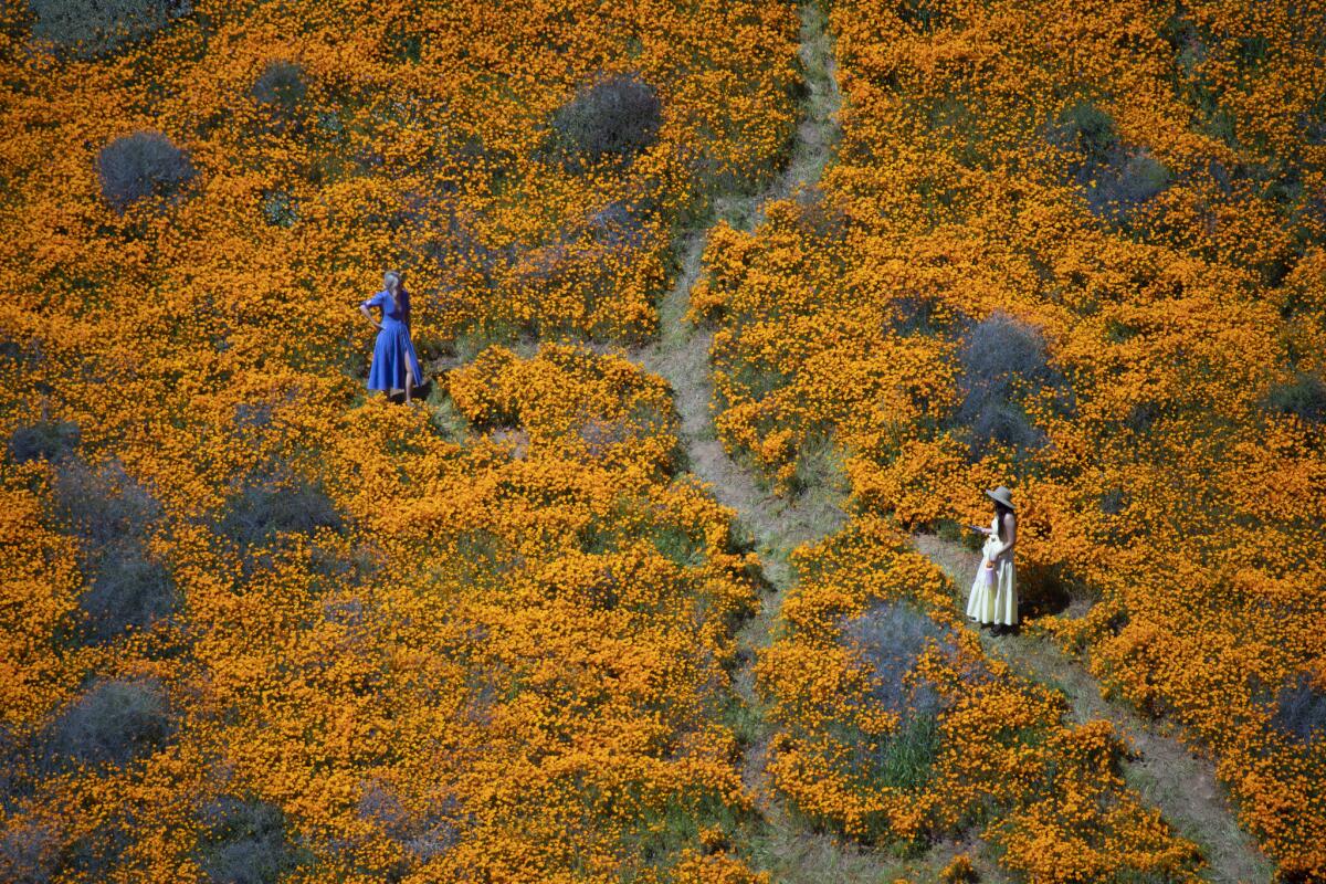 Los visitantes posan para fotos en medio de los campos de flores del lago Elsinore en Walker Canyon. El lugar demostró ser tan popular debido al superbloom de 2019 que los funcionarios de la ciudad tuvieron que cerrarlo temporalmente.