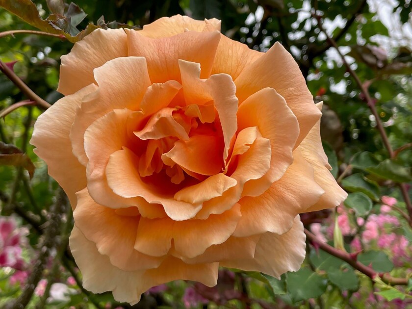 ‘Just Joey’ is a very fragrant hybrid tea rose with large, rich deep-copper blooms.