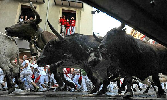 Cattle, in a lather, take a corner through the historic heart of Pamplona.