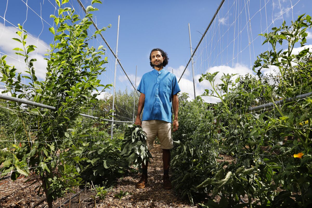 Rishi Kumar, co-founder of Healing Gardens, stands amid the fields at his urban farm and nursery in Pomona.
