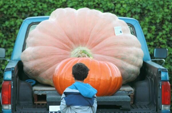 A young boy looks at giant pumpkins in the back of a pickup before the start of the 37th Annual Safeway World Championship Pumpkin Weigh-Off in Half Moon Bay, Calif.