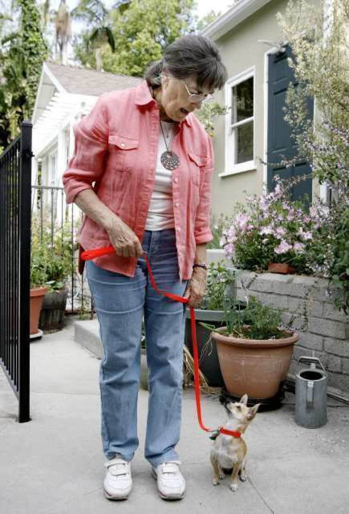 Judy Springborn works with Apple Pie, a Chihuahua mix, at her Glendale home. Springborn is hearing-impaired and the small dog assists her with daily activities around the home.