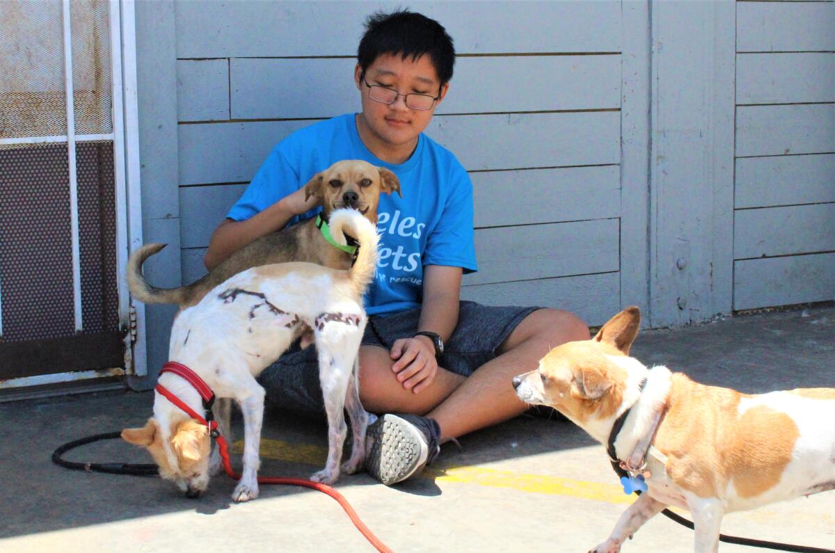 A Priceless Pets volunteer spends some social time with sheltered dogs.